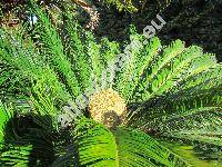 Cycas revoluta Thunb.