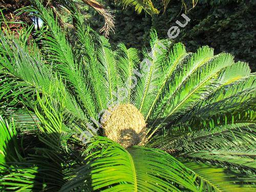 Cycas revoluta Thunb.