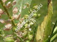 Lepidium campestre (L.) Br. (Thlaspi campestre L.)