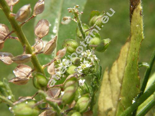 Lepidium campestre (L.) Br. (Thlaspi campestre L.)