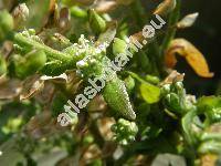 Lepidium campestre (L.) Br. (Thlaspi campestre L.)