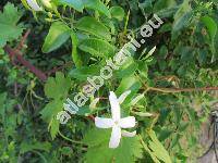 Jasminum sambac (L.) Ait.