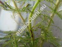 Myriophyllum verticillatum L. (Myriophyllum limosum Hect. ex DC., Myriophyllum pectinatum DC.)