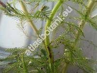 Myriophyllum verticillatum L. (Myriophyllum limosum Hect. ex DC., Myriophyllum pectinatum DC.)