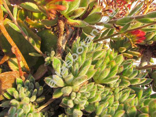 Echeveria setosa (Echeveria setosa Rose et Purpus)