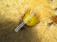 Echinocactus grusonii Hildm.