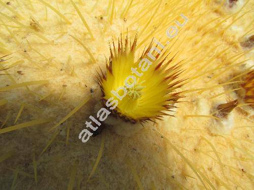 Echinocactus grusonii Hildm. (Echinocactus galeottii Scheidw., Echinocactus corynacanthus Scheidw.)