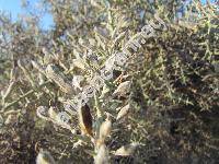 Ulex europaeus L. (Ulex grandiflorus, Ulex compositus, Ulex floridus)