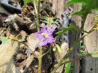 Solanum pyracanthos Lam. (Solanum pyracanthum, Solanum pyracantha)