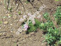 Armeria caespitosa (Cav.) Boiss. (Armeria juniperifolia (Vahl.) Hoff.)