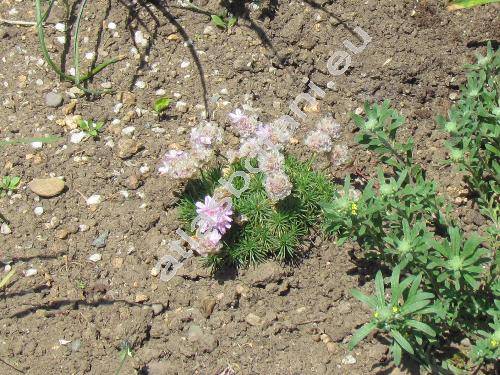 Armeria caespitosa (Cav.) Boiss. (Armeria juniperifolia (Vahl.) Hoff.)