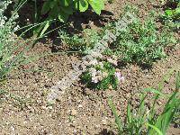 Armeria caespitosa (Cav.) Boiss. (Armeria juniperifolia (Vahl.) Hoff.)