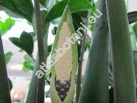 Zamioculcas zamiifolia 'Smaragd' (Zamioculcas zamiifolia (Lodd.) Engl.)