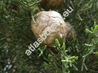 Cupressus sempervirens L.