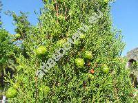 Cupressus sempervirens L.