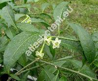 Cestrum nocturnum L. (Habrothamnus)