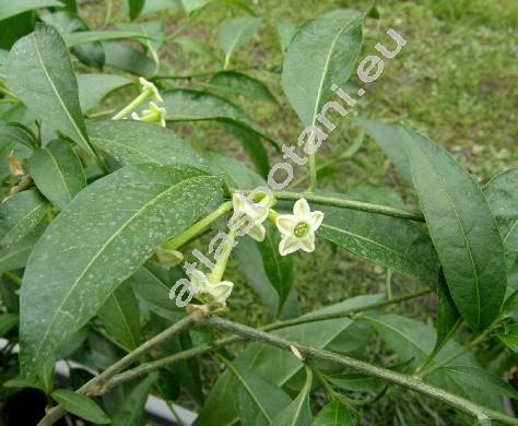 Cestrum nocturnum L. (Habrothamnus)