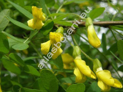 Caragana arborescens Lamk. (Caragana inermis Moench, Robinia caragana L.)