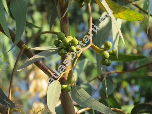 Eucalyptus citriodora (Corymbia citriodora)