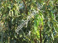 Eucalyptus citriodora (Corymbia citriodora)
