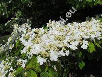 Viburnum plicatum Thunb. (Viburnum tomentosum Thunb.)