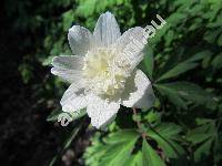 Anemone nemorosa L. 'Pleniflora' (Anemonoides nemorosa (L.))