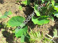 Colocasia esculenta (L.) Schott (Alocasia dussii Dam., Caladium esculentum (L.) Vent., Arum esculentum L., Caladium colocasia (L.) Wight)