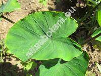 Colocasia esculenta (L.) Schott (Alocasia dussii Dam., Caladium esculentum (L.) Vent., Arum esculentum L., Caladium colocasia (L.) Wight)