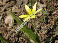 Gagea villosa (Bieb.) Sweet (Ornithogalum arvense Pers., Gagea arvensis (Pers.) Dum.)