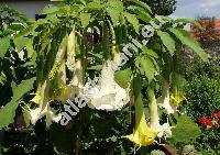 Brugmansia x candida Pers. (Brugmasia aurea x Brugmasia versiocolor, Datura)