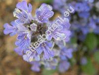 Ajuga reptans L. 'Atropurpurea'