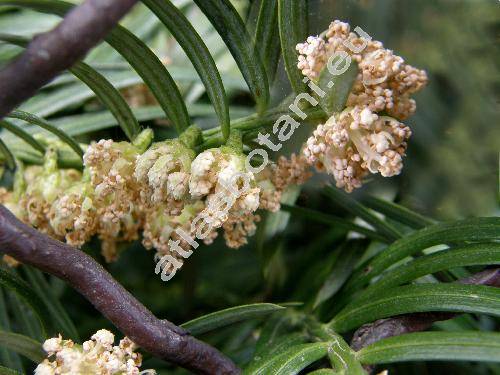 Cephalotaxus harringtonii (Forb.) Koch (Cephalotaxus drupacea, Cephalotaxus harringtonii var. drupacea, Cephalotaxus drupacea var. harringtonii)