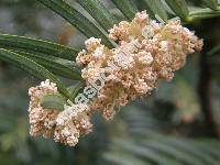 Cephalotaxus harringtonii (Forb.) Koch (Cephalotaxus drupacea, Cephalotaxus harringtonii var. drupacea, Cephalotaxus drupacea var. harringtonii)