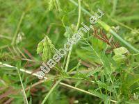 Vicia hirsuta (L.) Gray (Ervum hirsutum L., Ervilia vulgaris Gord., Cracca minor Gr. et Gord.)