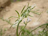 Vicia hirsuta (L.) Gray (Ervum hirsutum L., Ervilia vulgaris Gord., Cracca minor Gr. et Gord.)