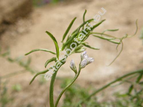 Vicia hirsuta (L.) Gray (Ervum hirsutum L., Ervilia vulgaris Gord., Cracca minor Gr. et Gord.)