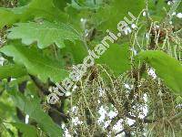 Quercus pubescens Willd. (Quercus lanuginosa (Lamk.) Thuill.)