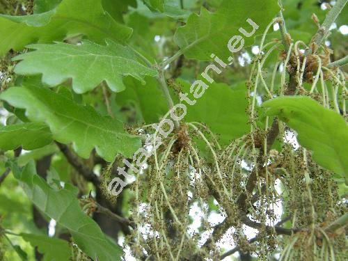 Quercus pubescens Willd. (Quercus lanuginosa (Lamk.) Thuill.)