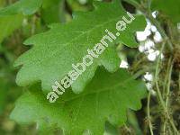 Quercus pubescens Willd. (Quercus lanuginosa (Lam.) Thuill.)