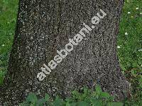 Quercus pubescens Willd. (Quercus lanuginosa (Lam.) Thuill.)