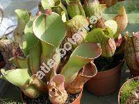 Heliamphora minor Gleas.