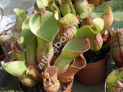 Heliamphora minor Gleas.