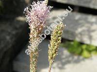 Plantago major subsp. winteri (Wirtg.) Ludw.