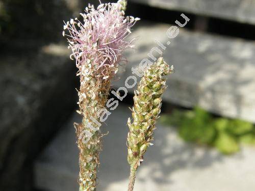 Plantago major subsp. winteri (Wirtg.) Ludw.