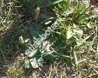 Plantago major subsp. winteri (Wirtg.) Ludw.