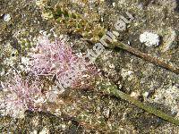 Plantago major subsp. winteri (Wirtg.) Ludw.