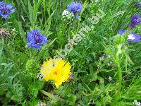 Centaurea moschata L. (Amberboa moschata (L.) DC., Cyanus luteus Moench, Oligochaeta moschata (L.) Alm.)