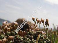 Limonium pseudominutum Erb. (Limonium minutum, Statice)