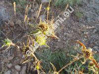 Pallenis spinosa (L.) Cass. (Asteriscus spinosus (L.) Schultz-Bip.)