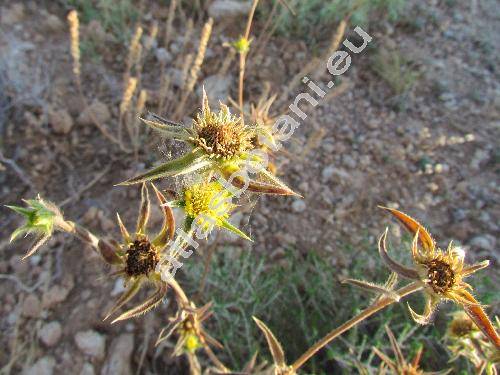 Pallenis spinosa (L.) Cass. (Asteriscus spinosus (L.) Schultz-Bip.)